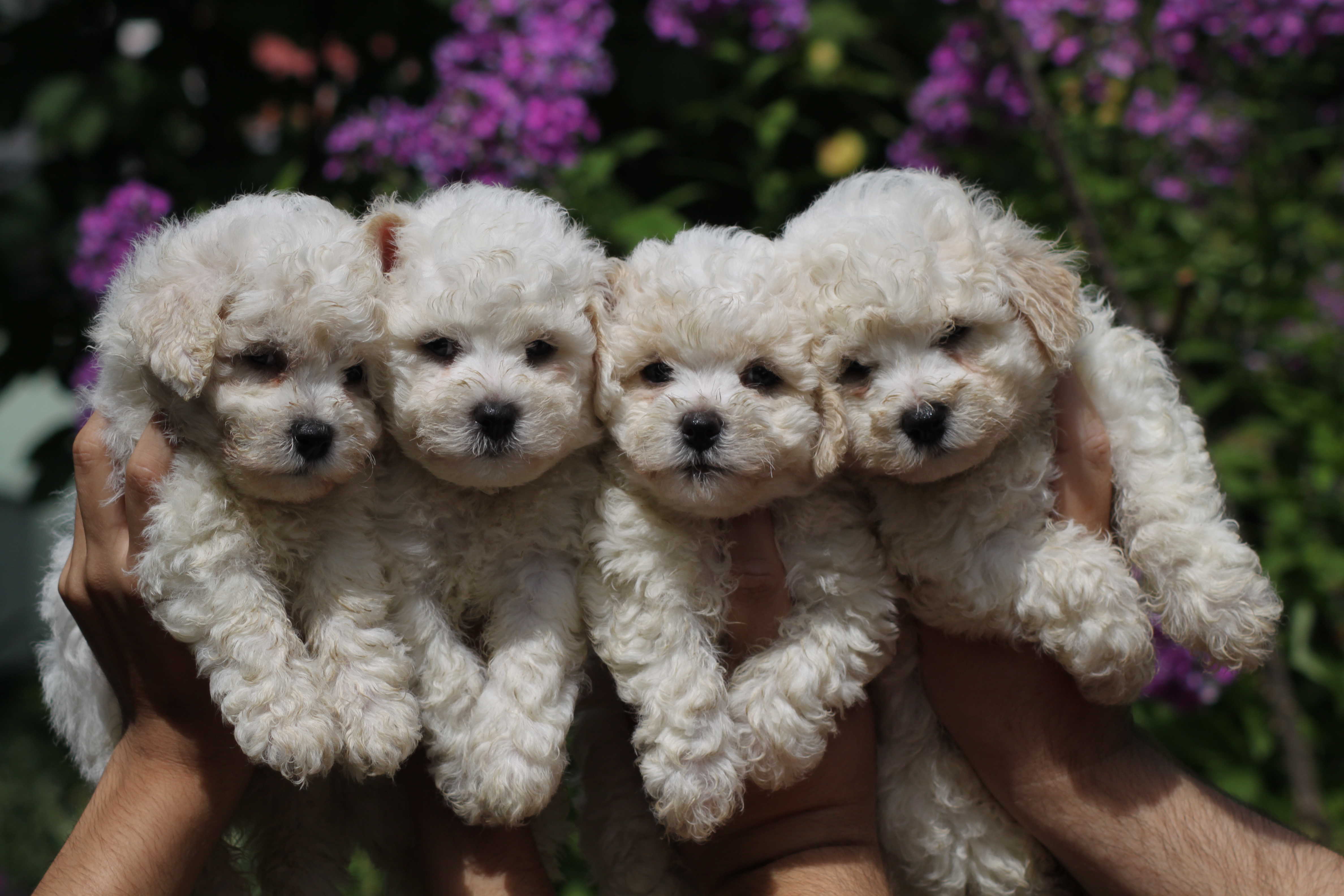 bichon puppies